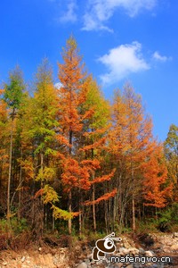 意甲球队青训培养新人才，发现未来之星