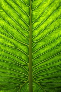 亚洲女足冠军赛：中国队壮举取胜